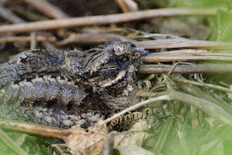 Nightjar on ground, The Wildlife Trusts