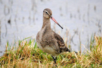 Black-tailed godwit
