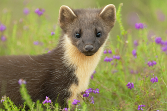 Pine marten