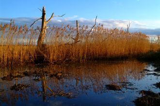 Reed beds at Lower Test Nature Reserve