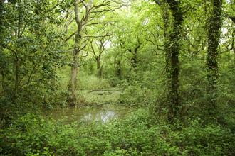 Ningwood Common 