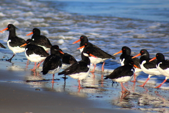 Oystercatchers along the shoreline