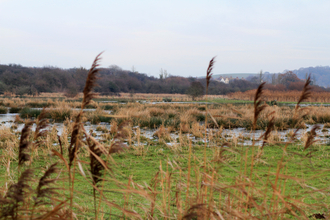 Sandown Meadows 