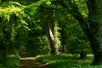 Chappetts Copse