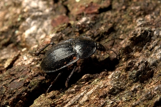 A black snail beetle on a rotten log