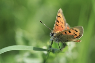 Small copper on grass at Wilder Little Duxmore