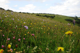Wildflowers