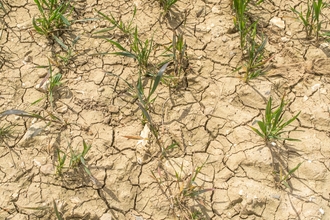 Dry Agricultural Field