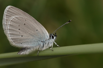 A small blue butterfly rests on a grass stem, with its wings held closed above its body. The undersides of the wings are a dusky silver-blue, with small black spots