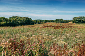 Floristic diversity at Wilder Little Duxmore