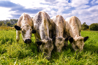 4 british white cattle being introduce to Fishlake Meadows