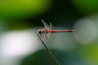 Common Darter Dragonfly