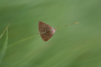 Reddish Buff Moth on plant stem 