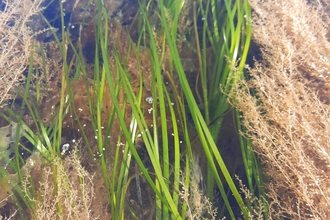 Seagrass spathes moving through water at Seaview, Isle of Wight 