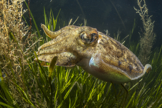 Cuttlefish (pale brown with shiny shimmer) in green seagrass meadow and brown seaweed bed under water 