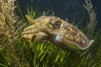 Cuttlefish (pale brown with shiny shimmer) in green seagrass meadow and brown seaweed bed under water