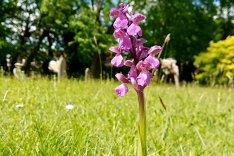 Green-winged Orchid close up