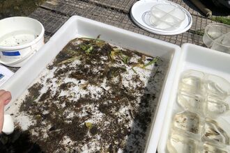 White tray with river wildlife in