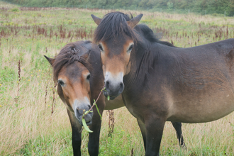 Two brown Exmoor Ponies grazing in field 