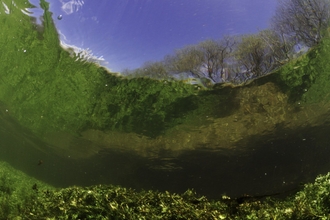 River Itchen, with aquatic plants reflected in the surface. England: Hampshire, Ovington, May