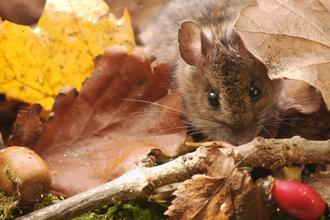a yellow necked wood mouse forages for food under fallen autumn leaves