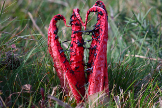 Devil's fingers fungus with a grass background
