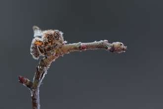 bee frozen on small twig, covered in ice crystals