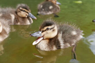 Ducklings swimming at Swanwick lakes