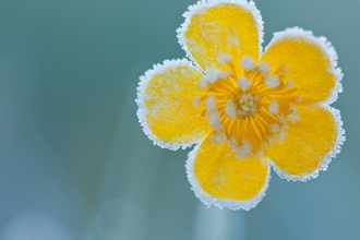 frost flower