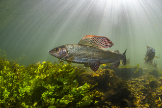 Grayling in chalk stream © Paul Colley