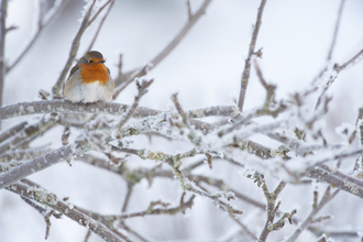 Robin in winter tree © Mark Hamblin