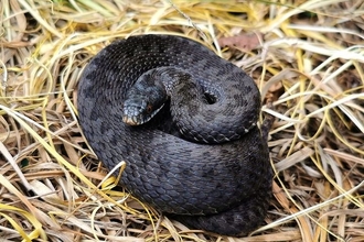 A male black adder coiled on a nest of dry grass faces the camera
