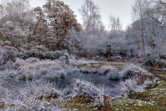 A frosty woodland with a frozen pond in the foreground and a variety of frost covered trees in the background