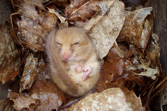 Dormouse hibernating/ sleeping on a bed of autumn leaves