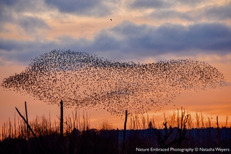 Thousands of starlings forming a murmuration in a sunset sky.