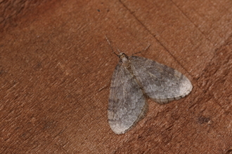 Grey winter moth on a wooden surface filling the image. 