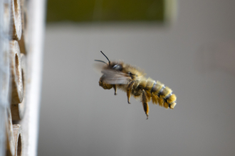 Tawny mining bee in flight