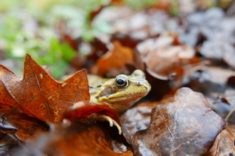 Common Frog poking its head around an orange leaf on the ground