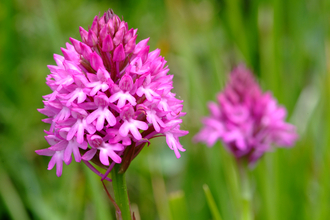 Pyramidal Orchid, Mark Heighes