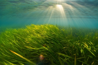 A large seagrass meadow underwater with light rays breaking through the surface of the sea