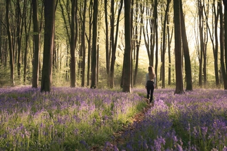Woman walking through a bluebell woods at sunset
