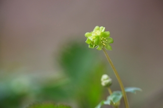 A singular moschatel town hall clock flower against a grey background 