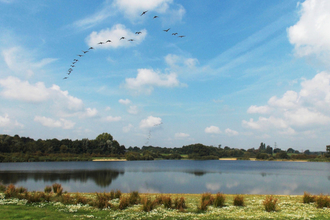 Birds in flight Testwood Lakes