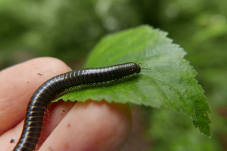 Millipede on a leaf at Swanwick Lakes