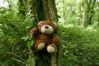 Teddy bear in a tree
