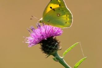 Clouded yellow butterfly on top of a purple flower
