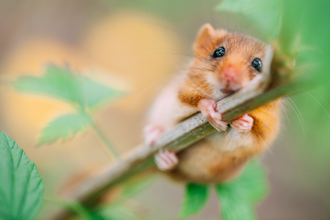 Dormouse