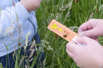 Making a sticky bracelet in a meadow.