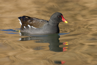 Adult moorhen © Guy Edwardes/2020VISION
