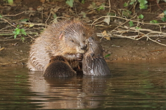Female Beaver with Kits Devon WQildlife Trust